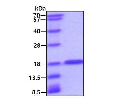 3 μg by SDS-PAGE under reducing condition and visualized by coomassie blue stain